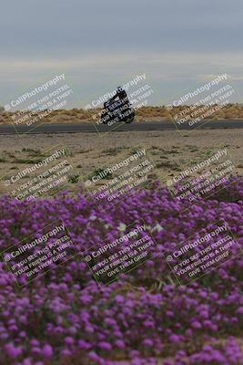 media/Jan-14-2023-SoCal Trackdays (Sat) [[497694156f]]/Turn 14 Exit Bloomig (145pm)/